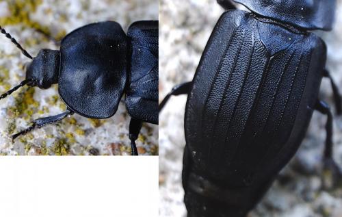 Réf. 258 136 : Silpha tristis